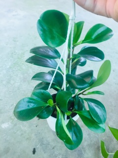TRƯỜNG SINH XANH CHẬU TREO MINI