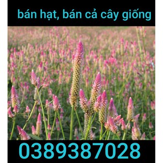 cây giống mào gà trắng,2 cây