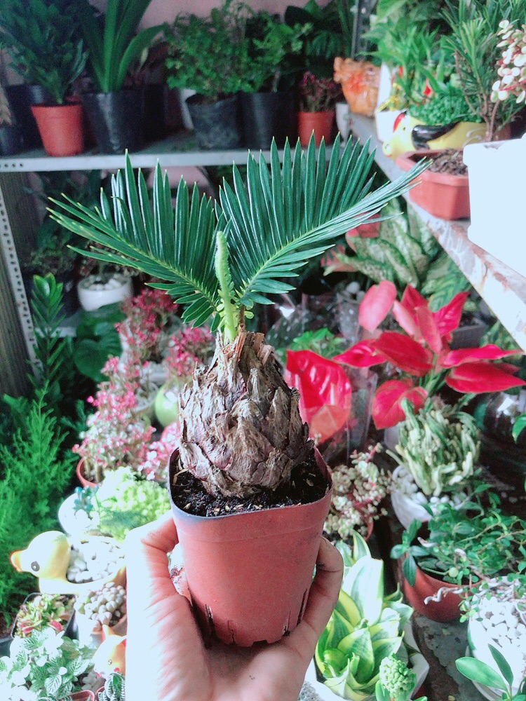 Cây Thiên Tuế Mini