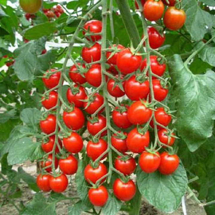 Bán buôn, bán lẻ - Hạt giống cà chua bi chùm IDYII thân cao gói 30 hạt xuất xứ Đức tại thietbinhavuon_chất lượng.