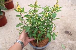 Cây hoa Kim Đồng vàng