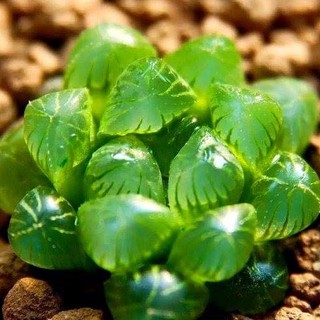 Hạt giống sen đá ngọc gói 200 hạt