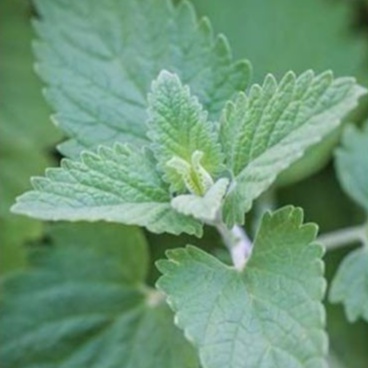 Gói 50 Hạt Giống Cỏ Mèo/ Bạc Hà Mèo Catnip KHUYẾN MẠI SHOP MỚI GIÁ SỈ