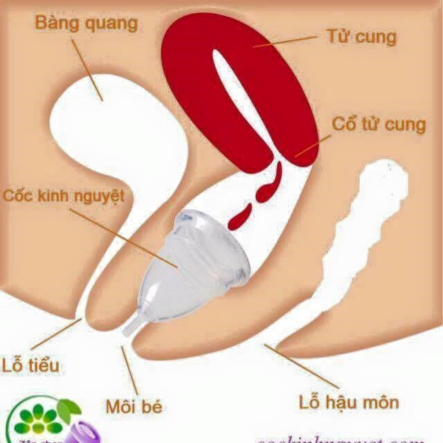 Cốc nguyệt san SUPER JENNIE_USA