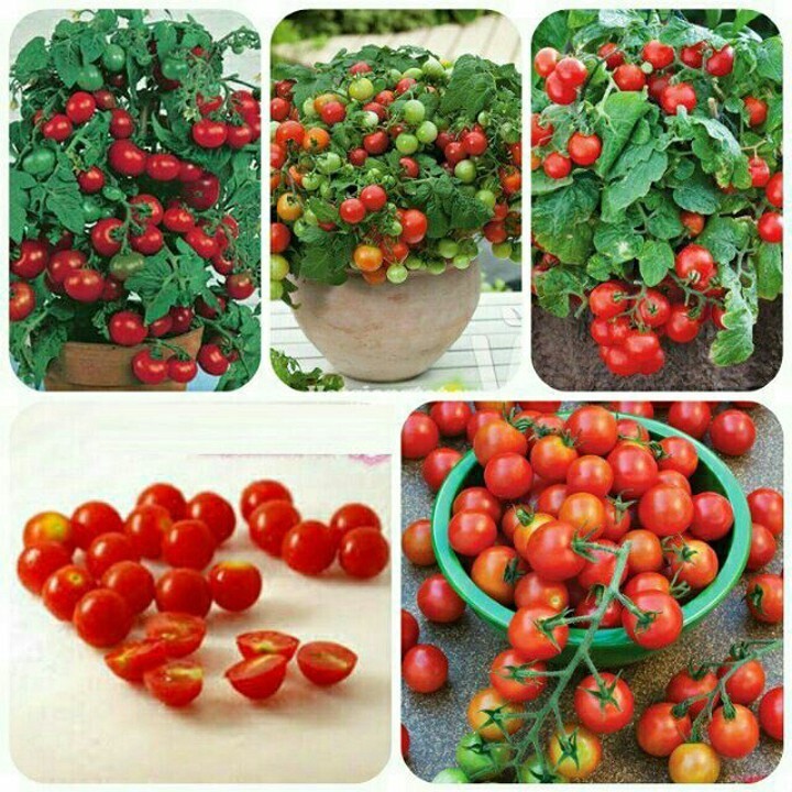 hạt giống cà chua cherry lùn đỏ 50 hạt