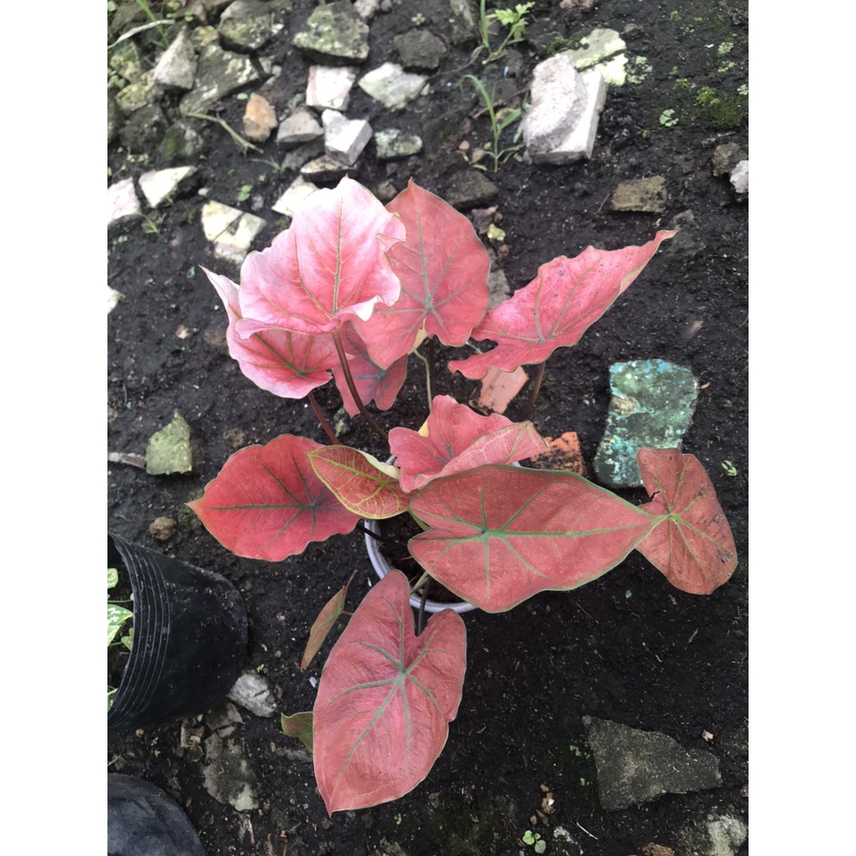 Cây môn thiên nga (Caladium Thai Beauty)
