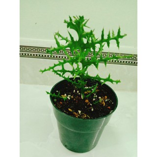 Xương rồng xương cá