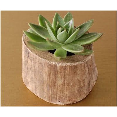 Chậy Cây Gỗ/Trang Trí Văn Phòng,Nhà Cửa/Phong Cách