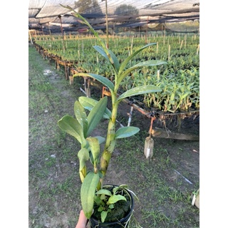 Lan Nắng Urawan hồng cây đang nụ