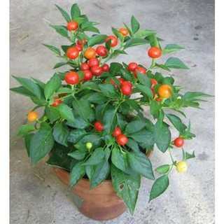 Hạt Giống Ớt Kiểng Quả Tròn Đỏ gói 10 hạt dễ trồng