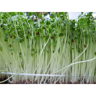 50Gram Hạt giống Mầm củ cải trắng