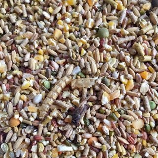 NGŨ CỐC DINH DƯỠNG DÀNH CHO GÀ