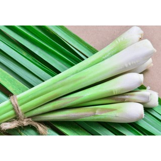 Hạt giống xả hạt giống chuẩn f1