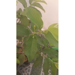 phân bón humic usa