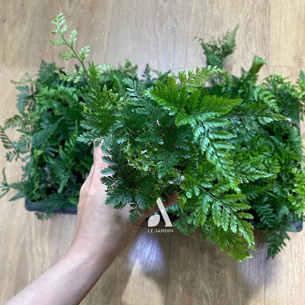 Dương xỉ Davallia, Dương xỉ chân vịt, dương xỉ chân thỏ, duơng xỉ mini - set bình terrarium, gắn lũa, đá hồ bán cạn