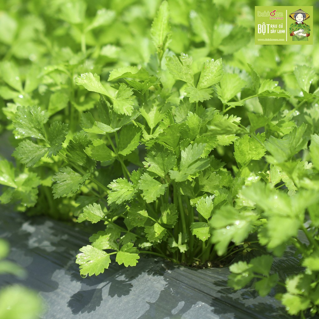 [Mã SKAMA8 giảm 8% đơn 300K] Bột Cần Tây Hữu Cơ Hộp 60g | BigBuy360 - bigbuy360.vn