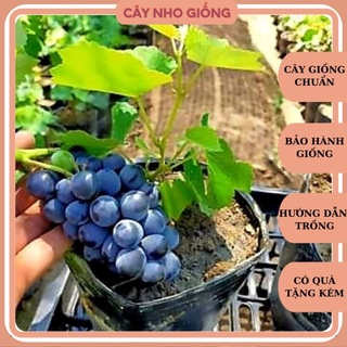 Cây Nho Giống ALĐen Giống Lùn Pháp Leo Giàn
