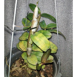 [Chậu lớn] Giả hạc Di Linh Xuân mầm gốc năm 3 nhiều thân rất đẹp