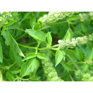 2gr - HẠT GIỐNG HÚNG TRẮNG ( RAU THƠM SẢ)