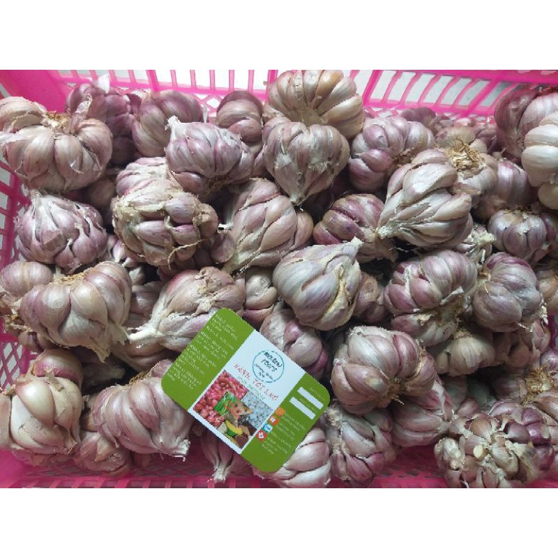 Tỏi Tía Ta 1kg | BigBuy360 - bigbuy360.vn