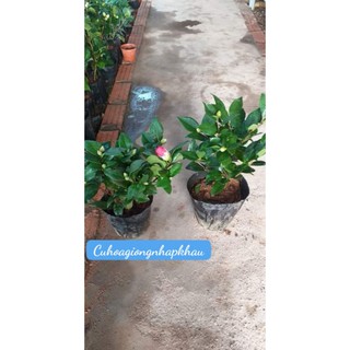 Chậu Trà Mi