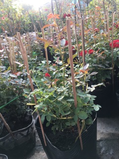 Hồng tezza đỏ