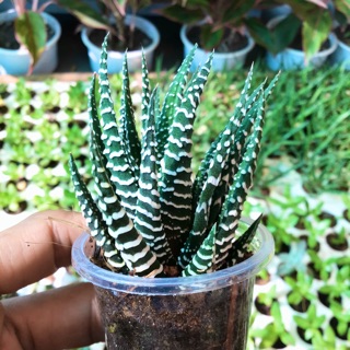 Móng phụng Vân trắng