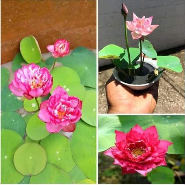 1 hạt sen nhật mini, hạt sen bát mini