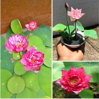 1 hạt sen nhật mini, hạt sen bát mini