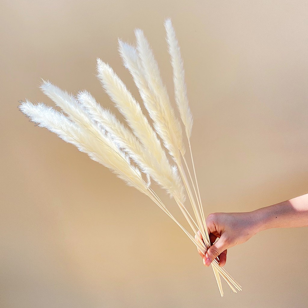 Cành cỏ lau Pampass Grass, trang trí để bàn, hoa khô decor