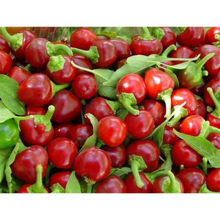 Hạt giống ớt cherry bomb F1 nhập khẩu Mỹ