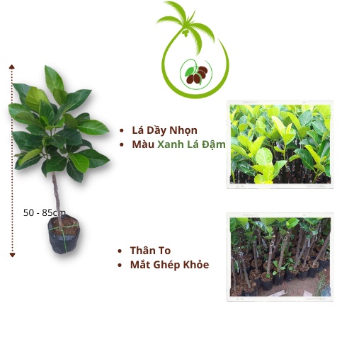 Giống Cây Mít Ruột Đỏ Sơ Đỏ Malaysia - tại Bến Tre | Trái Dài và To - Cây Cao 50 đến 60cm - Cho Trái 12T - Thân Cây To