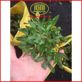 Các loại cỏ kiểng cỏ gừng trồng trang trí sân vườn, background chụp ảnh Minh Hân Garden