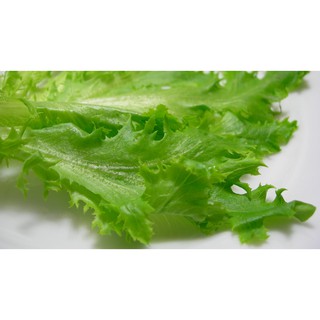 hạt giống rau xà lách uy tín chất lượng