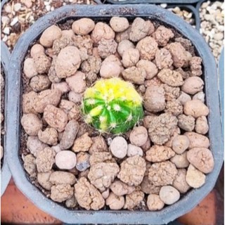 Cây xương rồng Echino lem vàng hoa trắng - Echinopsis Variegata