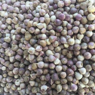 Tỏi 1 nhánh 500g