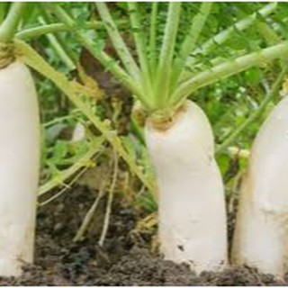20gram HẠT GIỐNG CỦ CẢI TRẮNG
