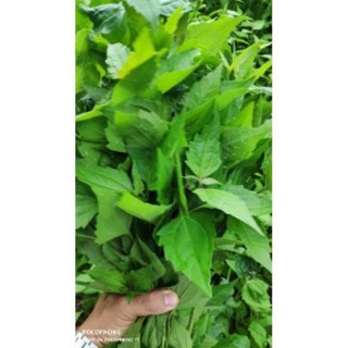 Cây cỏ lào  cây công sản tươi