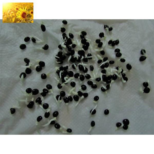 Hạt Giống Măng Tây Xanh  - Dinh Dưỡng, Năng Suất Cao - MUA 3 TẶNG 1 CÙNG LOẠI