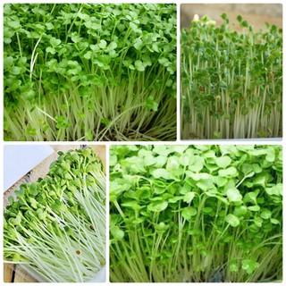 Hạt giống rau mầm củ cải trắng gói 50 gram xuất xứ Việt Nam