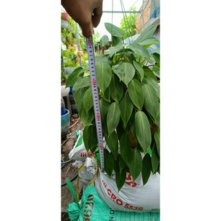 Cây Trầu Bà Tỷ Phú