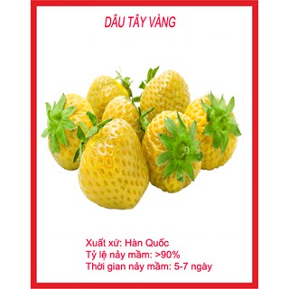 Hạt giống dâu tây vàng 100 hạt