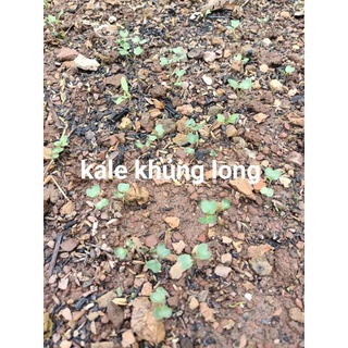 Hạt giống cải Kale Khủng Long