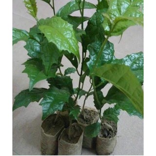 Combo 2 cây giống xạ đen