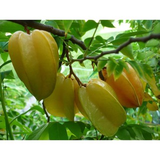 Cây GIỐNG khế ngọt