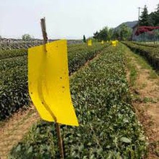 45 miếng Bẫy dính côn trùng màu vàng (bẫy ruồi đục quả)