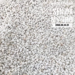 Đá perlite, đá xốp, đá trân châu trồng xương rồng, sen đá
