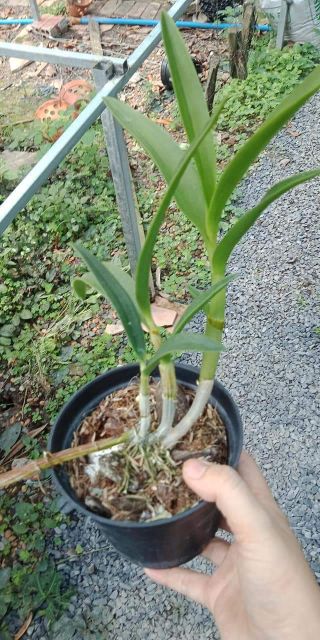 Hoa lan denro chớp bịp