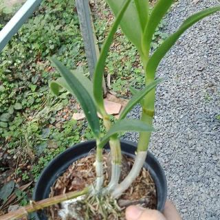 Hoa lan denro chớp bịp