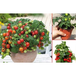 50 Hạt Giống Cà Chua Bi Lùn Siêu Quả, Trồng Bonsai Siêu Đẹp  (K8069)